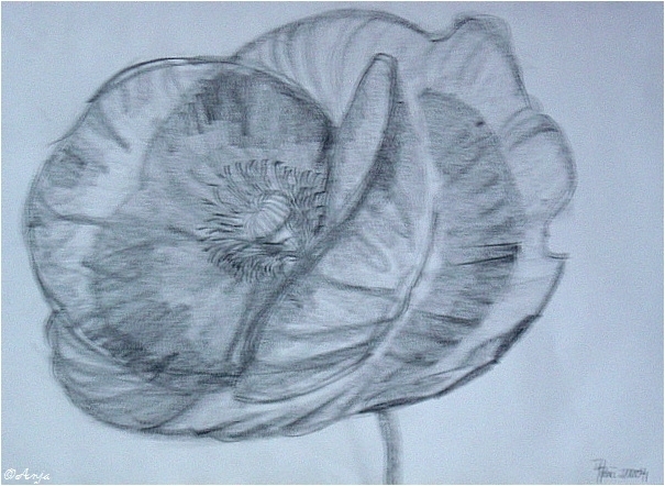 Schliessen von DSC02480.jpg