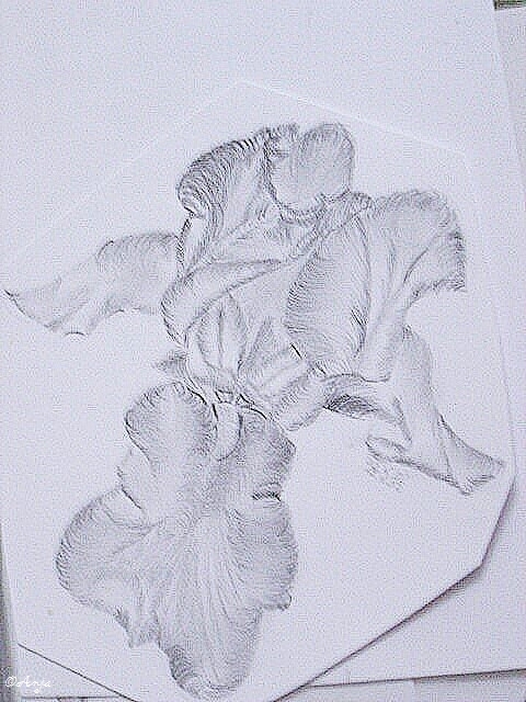 Schliessen von DSC02482.jpg