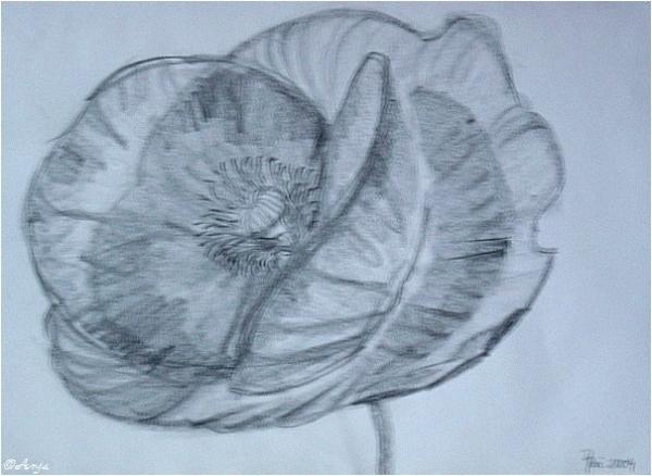 Klick für Originalgröße :DSC02480.jpg