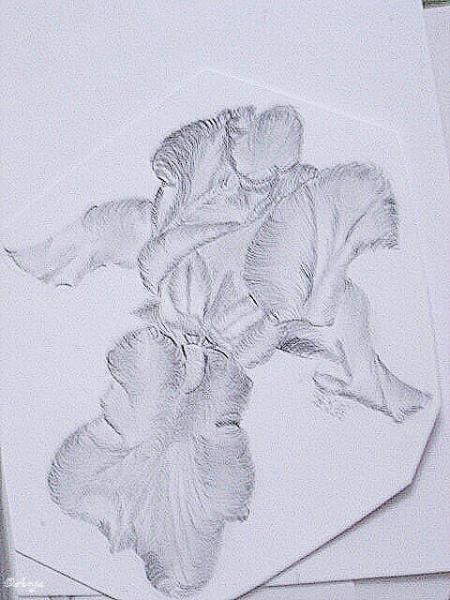 Klick für Originalgröße :DSC02482.jpg