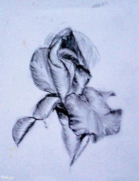 Klick für Originalgröße :DSC02484.jpg