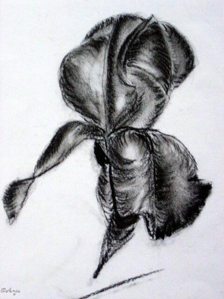 Klick für Originalgröße :DSC02485.jpg