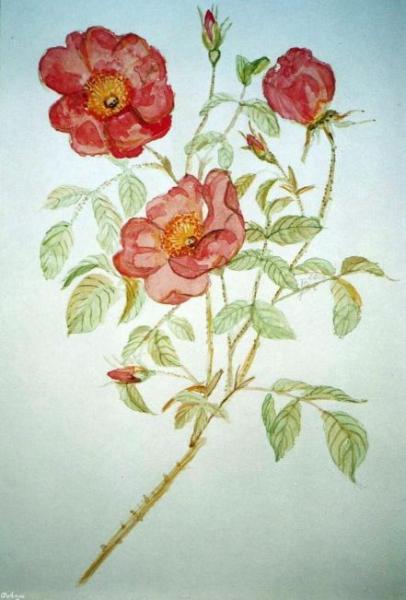 Klick für Originalgröße :img013cg.jpg